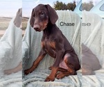 Small #1 Doberman Pinscher