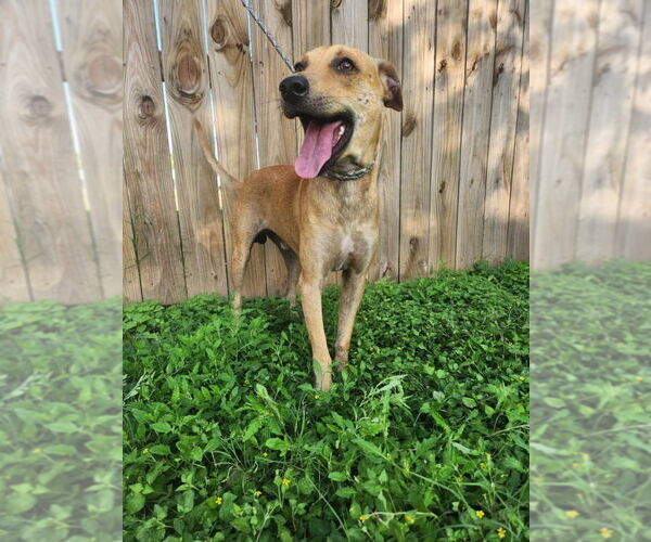 Medium Photo #4 Italian Greyhound-Unknown Mix Puppy For Sale in Brewster, NY, USA