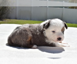 Small Photo #2 Miniature Australian Shepherd Puppy For Sale in PALM COAST, FL, USA
