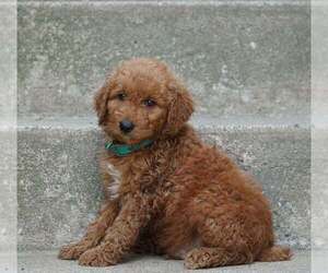 Aussie-Poo Puppy for Sale in SUGARCREEK, Ohio USA