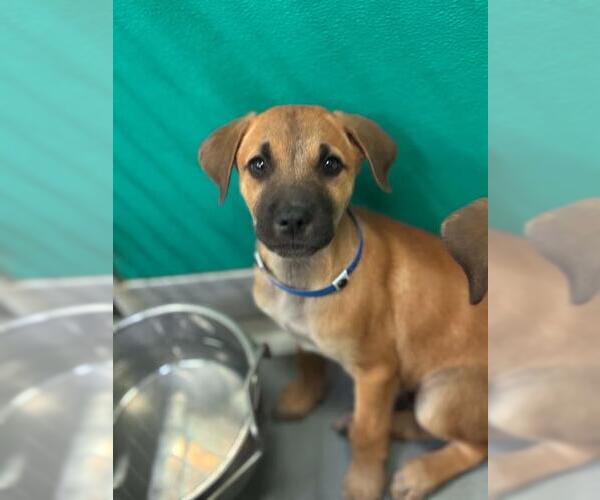 Medium Photo #1 German Shepherd Dog-Unknown Mix Puppy For Sale in Visalia, CA, USA