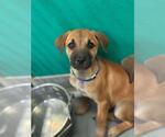 Small German Shepherd Dog Mix