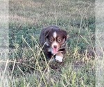 Small #1 Miniature American Shepherd