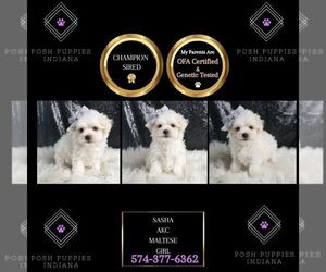 Maltese Puppy for sale in WARSAW, IN, USA