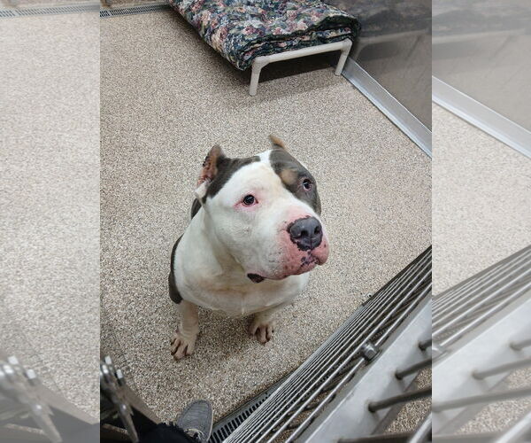 Medium Photo #1 Mutt Puppy For Sale in Martinsburg, WV, USA