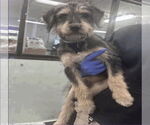 Small #2 Airedale Terrier Mix
