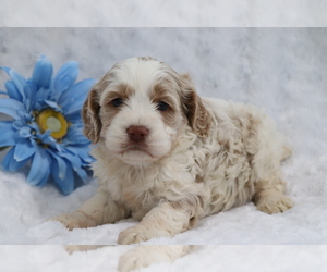 Cocker Spaniel-Poodle (Miniature) Mix Puppy for sale in SHILOH, OH, USA