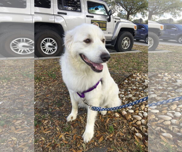Medium Photo #4 Great Pyrenees Puppy For Sale in Bonita Springs, FL, USA