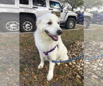 Small #3 Great Pyrenees