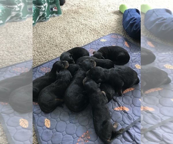 Medium Photo #10 Rottweiler Puppy For Sale in TOMS RIVER, NJ, USA