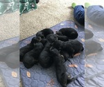 Small #9 Rottweiler