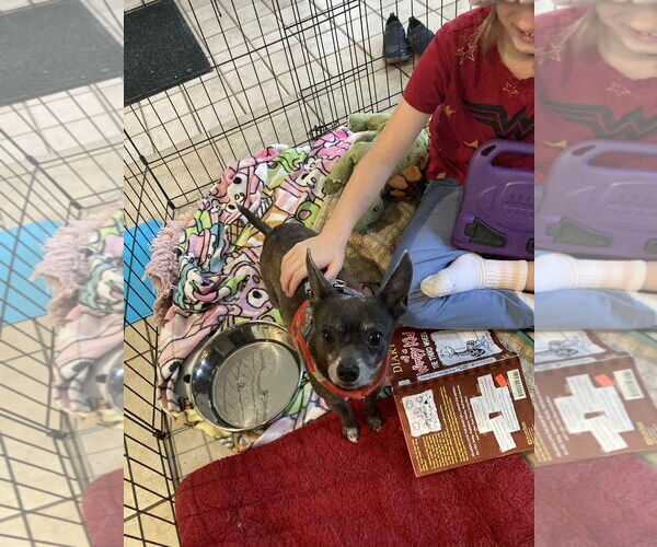 Medium Photo #2 Chipin Puppy For Sale in Middlesex, VT, USA