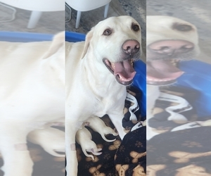 Mother of the Labrador Retriever puppies born on 05/15/2025