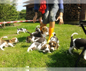Beagle Puppy for sale in CHICAGO, IL, USA