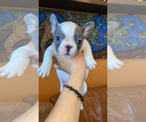 French Bulldog Puppy for sale in ANTIOCH, CA, USA