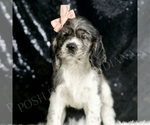 Small #3 Cocker Spaniel
