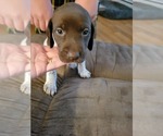 Small Photo #7 German Shorthaired Pointer Puppy For Sale in HAYWARD, WI, USA