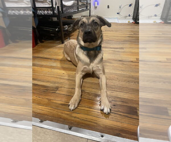 Medium Photo #18 Shepradors Puppy For Sale in Brewster, NY, USA