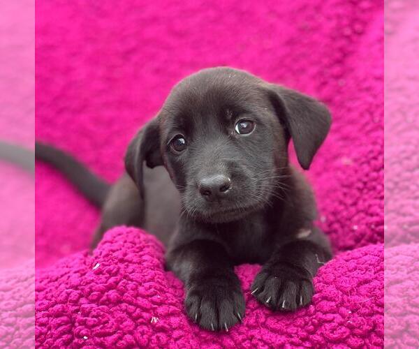 Medium Photo #2 Labrador Retriever-Unknown Mix Puppy For Sale in San Diego, CA, USA