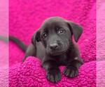 Small #1 Labrador Retriever Mix
