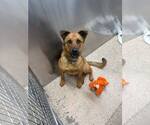 Small #1 German Shepherd Dog Mix