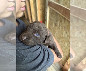 Chesapeake Bay Retriever Puppy for sale in COOKEVILLE, TN, USA