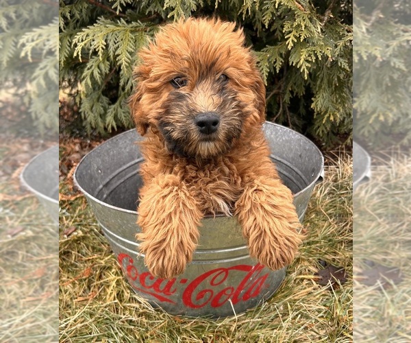 Medium Photo #3 Whoodle (Miniature) Puppy For Sale in MIDDLEBURY, IN, USA