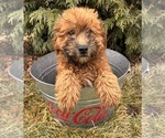 Small Photo #3 Whoodle (Miniature) Puppy For Sale in MIDDLEBURY, IN, USA