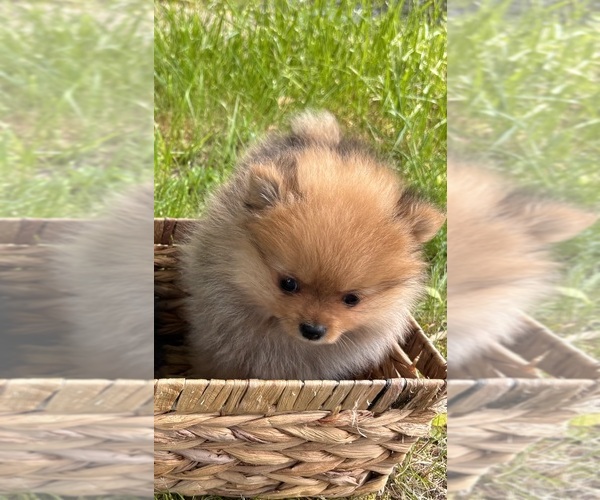 Medium Photo #7 Pomeranian Puppy For Sale in AUGUSTA, ME, USA