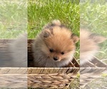 Small #5 Pomeranian