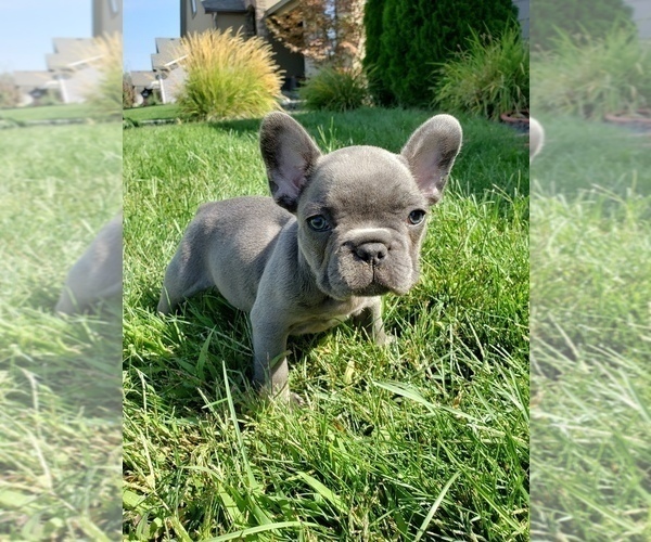 Medium Photo #1 French Bulldog Puppy For Sale in PASCO, WA, USA