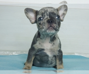 French Bulldog Puppy for sale in NEW YORK, NY, USA