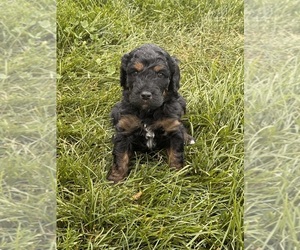 Miniature Bernedoodle Puppy for sale in LONGMONT, CO, USA