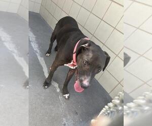 American Pit Bull Terrier-Unknown Mix Dogs for adoption in Corpus Christi, TX, USA