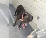 Small American Pit Bull Terrier Mix