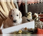 Small Photo #7 Poodle (Standard) Puppy For Sale in PLYMOUTH, IN, USA
