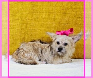 Pug-Shih Tzu Mix Dog for Adoption in TAYLOR, Texas USA
