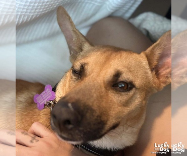 Medium Photo #5 Mutt Puppy For Sale in Washington, DC, USA