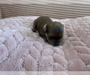 Medium Yorkipoo