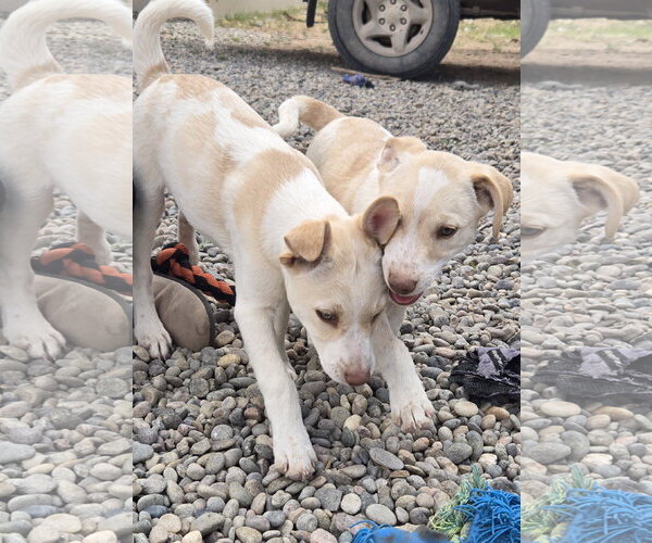 Medium Photo #7 Whijack Puppy For Sale in Peralta, NM, USA
