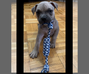 American Staffordshire Terrier Puppy for sale in BAYONNE, NJ, USA