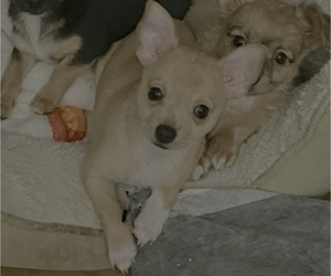 Chihuahua Puppy for sale in PHILADELPHIA, PA, USA
