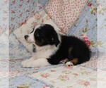 Small Photo #4 Miniature Australian Shepherd Puppy For Sale in HARRISON, OH, USA