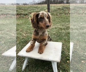 Dachshund Puppy for sale in GOSHEN, IN, USA