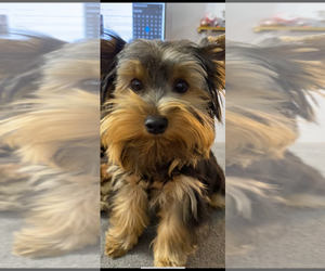 Yorkshire Terrier Puppy for sale in BETHLEHEM, GA, USA