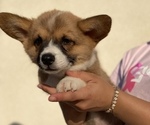 Small Photo #2 Pembroke Welsh Corgi Puppy For Sale in KERMAN, CA, USA