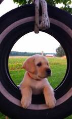 Labrador Retriever Puppy for sale in HILLSBORO, OH, USA