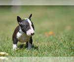 Puppy 5 Miniature Bull Terrier