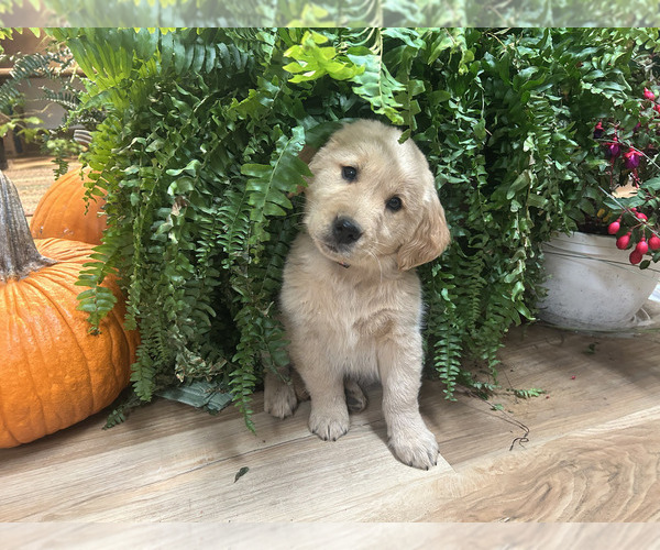 Medium Photo #4 Golden Retriever Puppy For Sale in LEAF RIVER, IL, USA