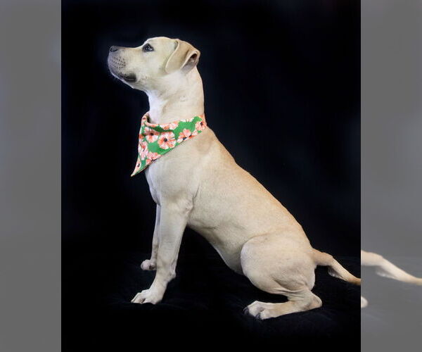 Medium Photo #4 Staffordshire Bull Terrier-Unknown Mix Puppy For Sale in Hot Springs Village, AR, USA